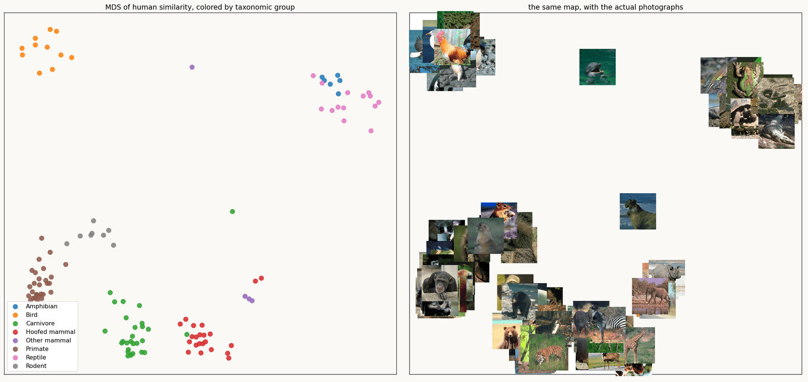 Two panels. On the left, 120 animal photographs placed by multidimensional scaling of human similarity judgments, colored by taxonomic group, with birds, reptiles, primates, rodents and hoofed mammals landing in separate regions. On the right, the same map with each point replaced by its photograph