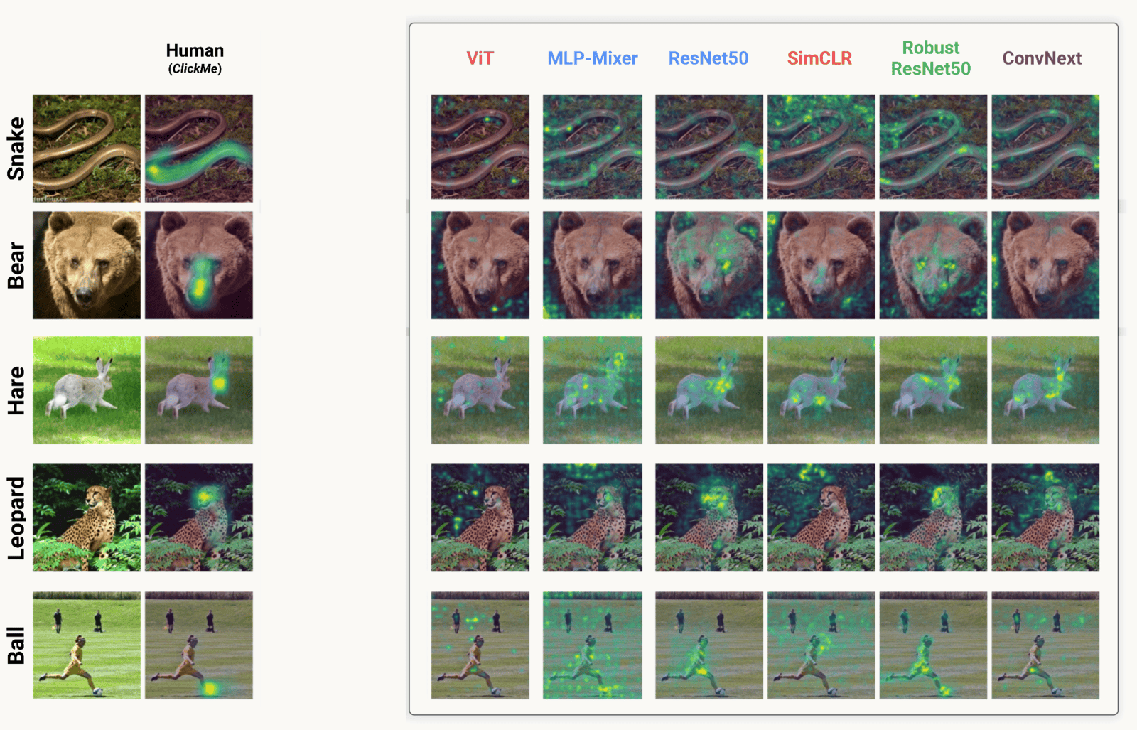Five rows — snake, bear, hare, leopard and ball. The left pair is the photograph and the human ClickMe importance map, concentrated on the head or face. The right six columns are the importance maps of ViT, MLP-Mixer, ResNet50, SimCLR, Robust ResNet50 and ConvNext, which scatter across body and background instead