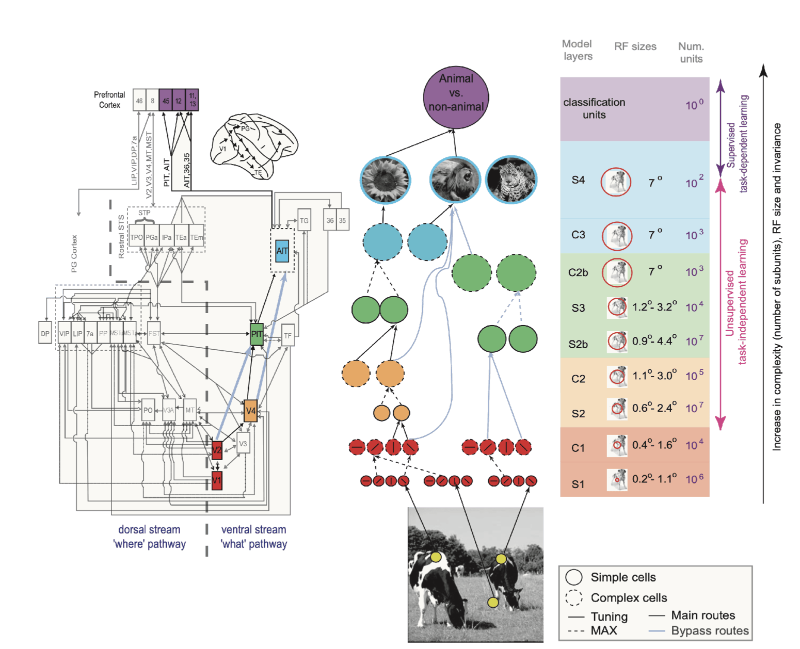 HMAX: the ventral visual hierarchy mapped onto model layers, from oriented filters through alternating simple and complex cell stages to an animal versus non-animal decision