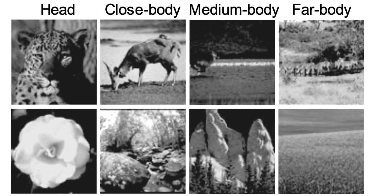 The stimulus set: animals photographed at four viewing distances, head, close-body, medium-body and far-body, each with a matched distractor scene