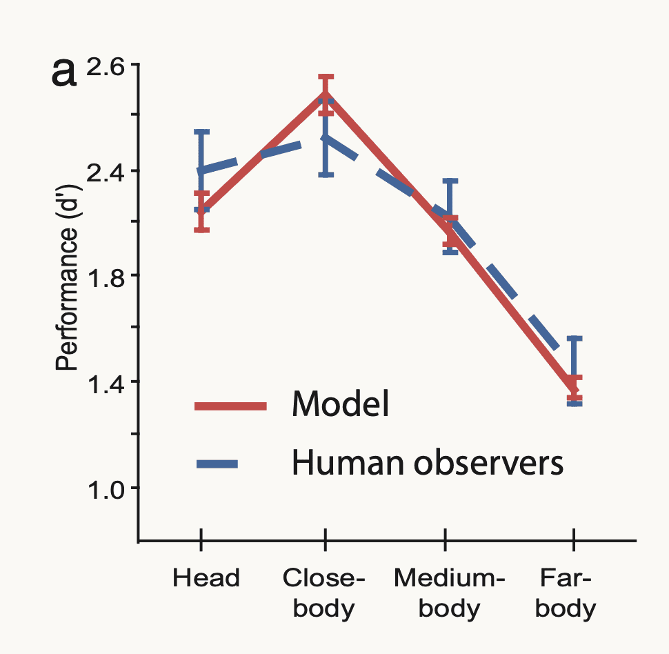 Performance in d-prime for the model and for human observers across four viewing distances, head, close-body, medium-body and far-body: the two curves lie on top of each other within error bars