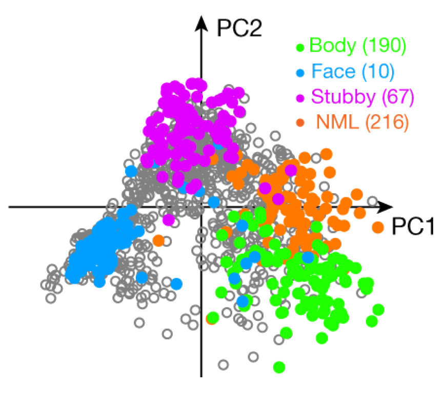 Grey stimulus points in the PC1-PC2 plane with four colored groups of points — the preferred images of four IT patch systems — landing one per quadrant