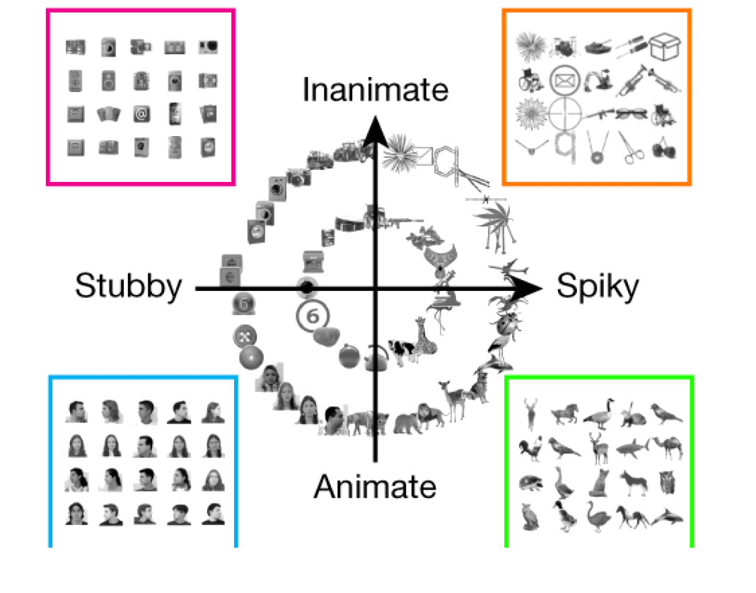 Object images arranged on a two-dimensional plane: the horizontal axis runs stubby to spiky, the vertical axis animate to inanimate, with faces, animals, tools and boxes falling in different quadrants