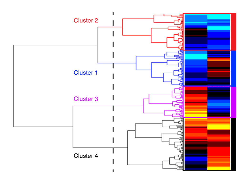 Dendrogram of over a thousand patients clustered on fMRI connectivity, cut by a dashed line into four colored groups proposed as depression biotypes