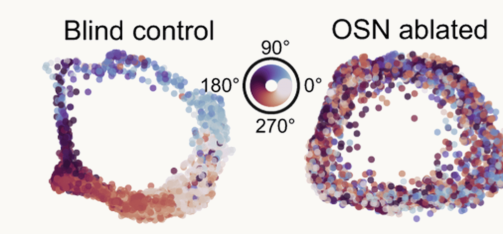 Isomap rings of head-direction activity in a blind control mouse and after olfactory ablation