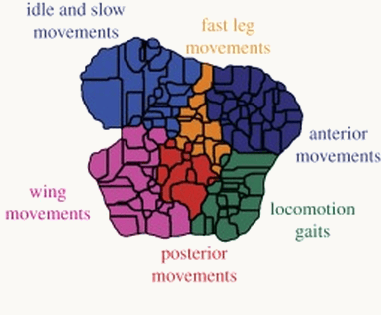 A t-SNE map of fruit-fly postures and movements divided into behavioural regions such as walking, grooming and wing movements