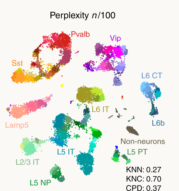 t-SNE of 23,822 mouse cortical cells by gene expression, forming labelled islands of cell types