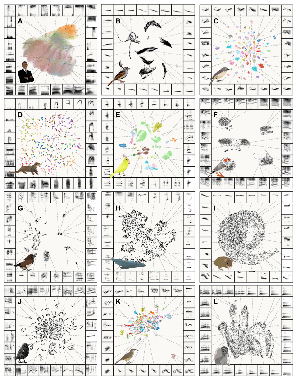 UMAP maps of vocal elements from twelve species, with different degrees of apparent grouping