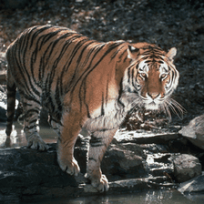 The tiger photograph used in the pixel explorer