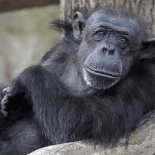 The gorilla photograph used in the pixel explorer