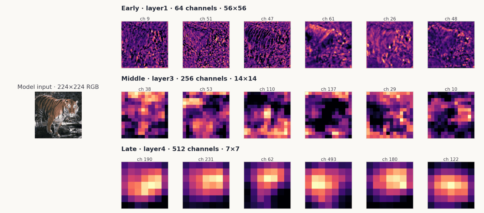 The tiger photograph and three rows of six activation maps from ResNet-18: early-stage 56 by 56 maps that trace edges and stripes, middle-stage 14 by 14 maps that pick out parts and textures, and late-stage 7 by 7 maps that light up over the tiger's body