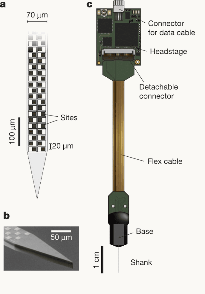 The Neuropixels probe: a schematic of the shank tip with two staggered columns of square recording sites 20 micrometres apart on a 70-micrometre-wide shank; a scanning electron micrograph of the tip; and the whole device, a 1 centimetre shank rising into a base, flex cable and headstage