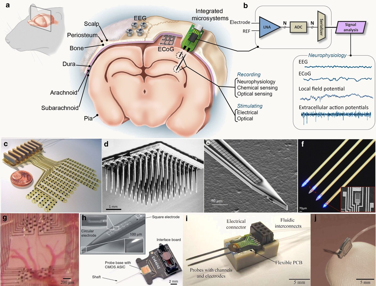 Montage of neural recording technologies: (a) a rodent head in cross-section showing scalp EEG screws, an ECoG grid on the cortical surface, and a microelectrode entering the tissue; (b) the signal chain and example traces from EEG, ECoG, local field potential, and extracellular action potentials; (c) a flexible ECoG grid beside a coin; (d) a Utah array of one hundred silicon needles; (e) a silicon probe shank with dense recording sites; (f) shanks carrying micro-LEDs; (g) a micro-ECoG surface array over blood vessels; (h) a probe with on-board CMOS electronics; (i) a fluidic probe with electrodes and channels; (j) a small three-dimensional array with flexible interconnect