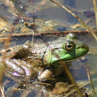 The bullfrog photograph shown three times to participant CSI1