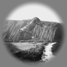 The stimulus: a rendered lioness on a natural background, one of the 3,200 images of Majaj et al. 2015