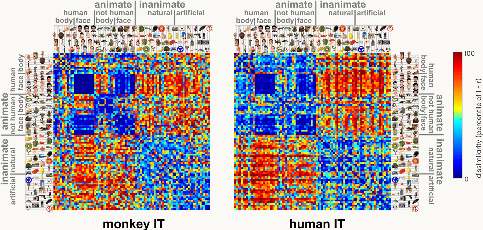 Two 92-by-92 dissimilarity matrices, monkey IT from single-unit recordings and human IT from fMRI, both showing the same blue animate block and warm inanimate block with face and body sub-blocks; a vertical colour bar on the right runs from blue, similar, to red, dissimilar