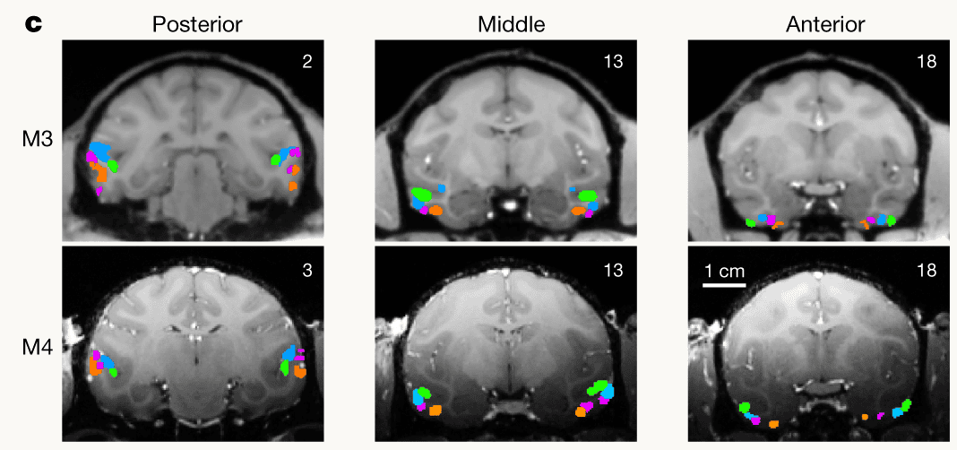 Published coronal fMRI maps from two monkeys, showing the four networks at posterior, middle and anterior IT; magenta marks the predicted stubby-object network