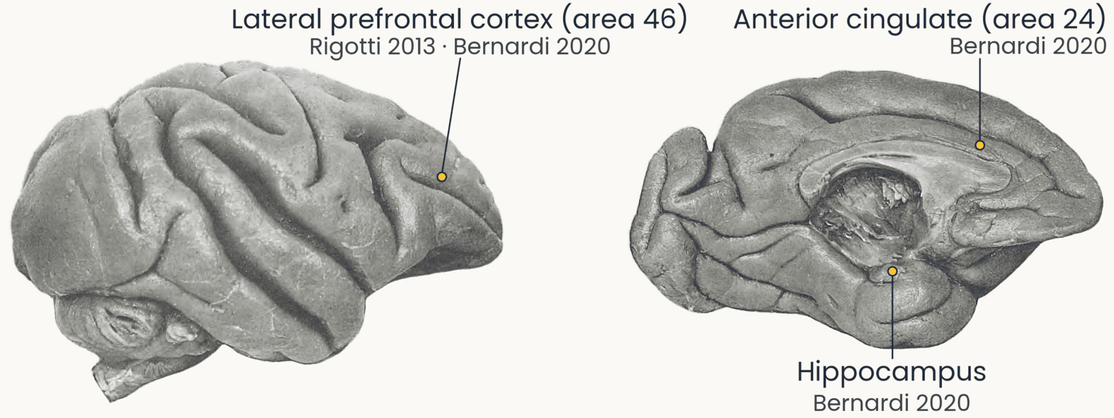 Two photographs of a rhesus monkey brain (Retzius 1906): the outer side and the inner side, front to the right. Three labelled dots mark approximate recording sites: lateral prefrontal cortex (area 46, Rigotti 2013 and Bernardi 2020), anterior cingulate (area 24, Bernardi 2020) and hippocampus (Bernardi 2020)
