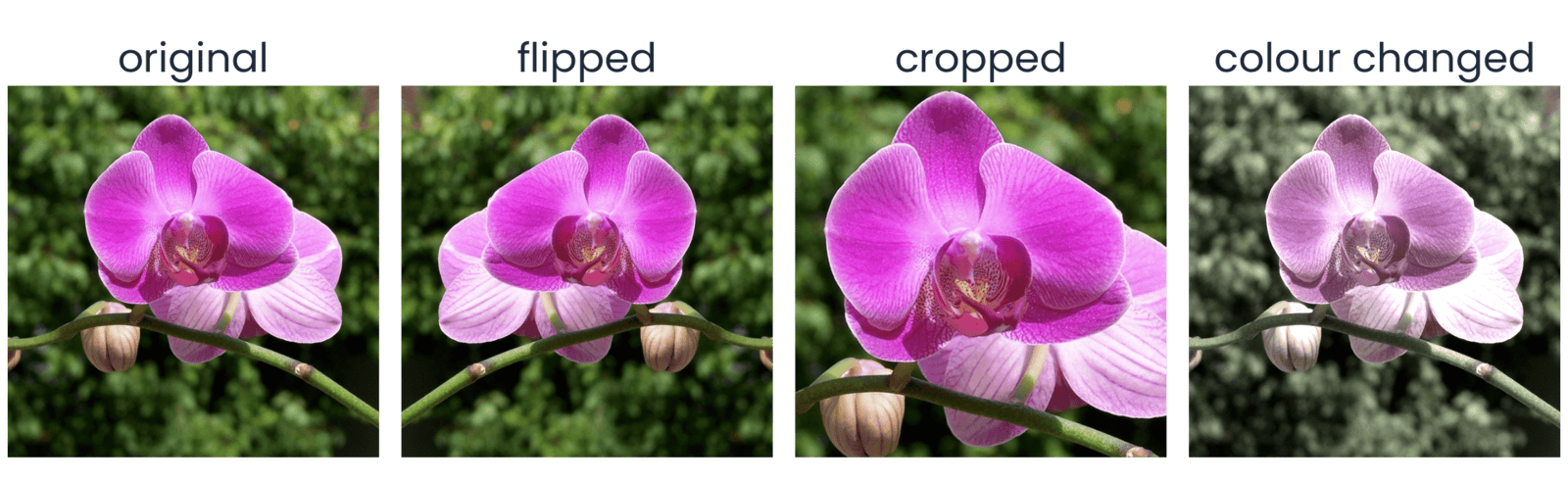 Four versions of one photograph of a pink orchid: the original; flipped left to right; cropped and enlarged; and with its colour faded and raised